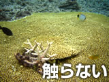 沖縄の海でのマナー：珊瑚のみならず海の中のものにはできる限り触らない