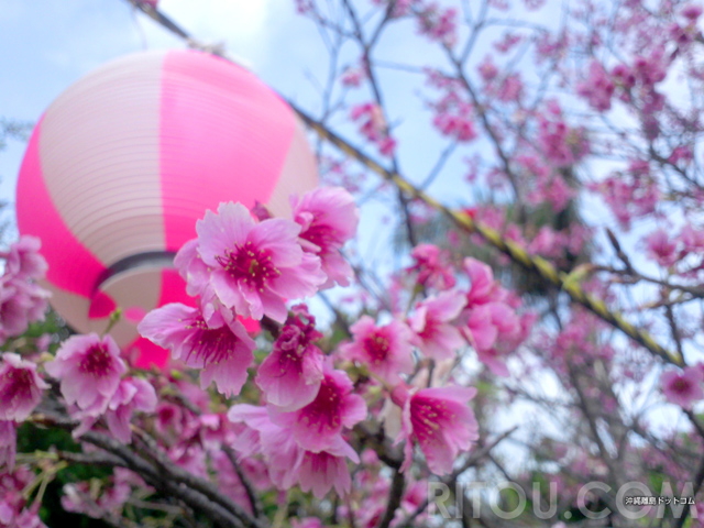 沖縄の桜まつり4選!日本一早い桜祭りイベントで桜の名所を満喫