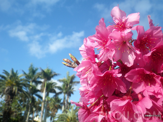沖縄・与儀公園で花見！桜の名所で衝撃的な花の色を楽しもう!!