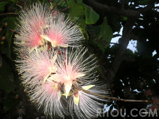 一夜だけ咲く幻の花「サガリバナ」!沖縄旅行で儚い夏の風物詩を楽しもう