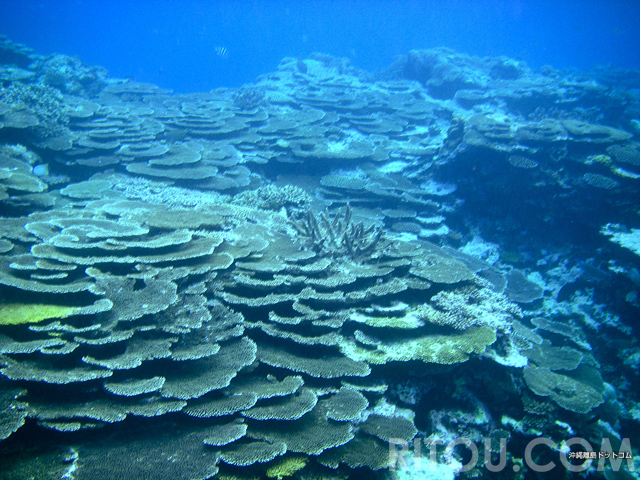 珊瑚の森は魚たちの楽園！沖縄・八重干瀬はシュノーケリング専門ショップがおすすめ